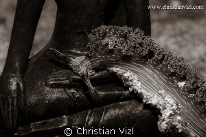 Kissing Buda I by Christian Vizl 